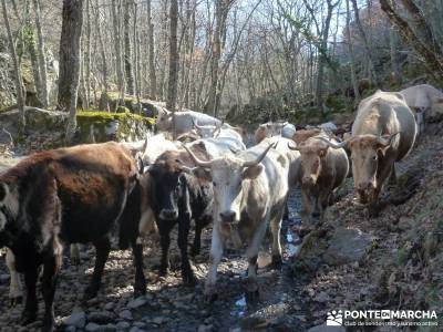 Parque Natural del Lago de Sanabria - excursiones y senderismo;viajes exclusivos